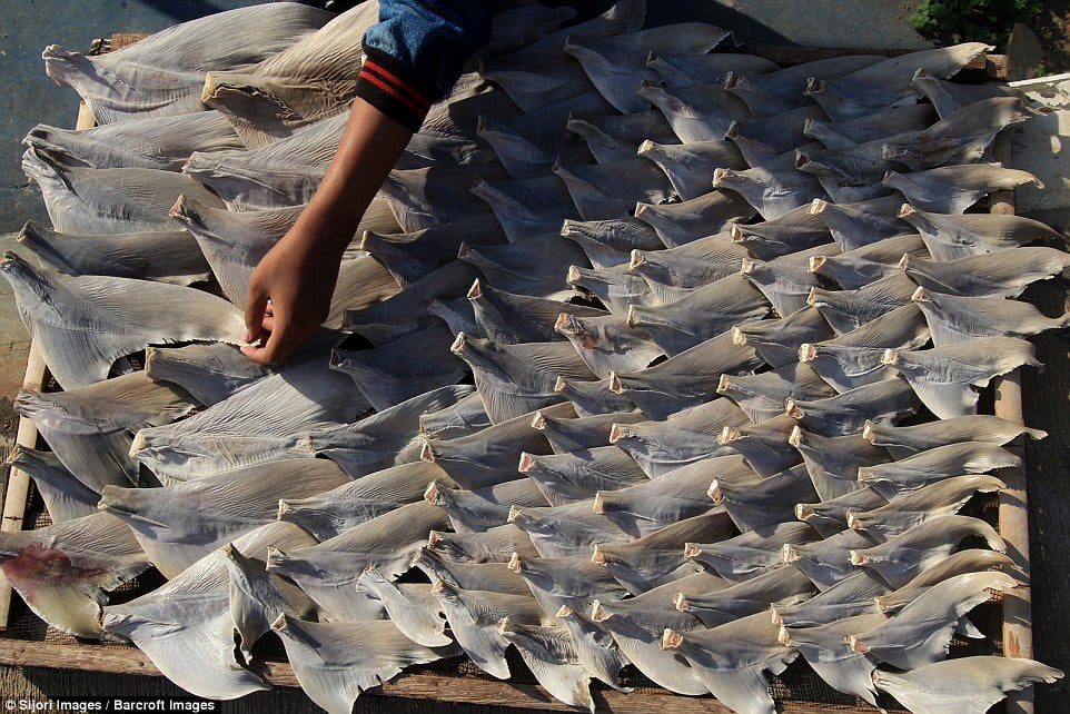 Parts of the shark are laid out to dry and arranged in size order 