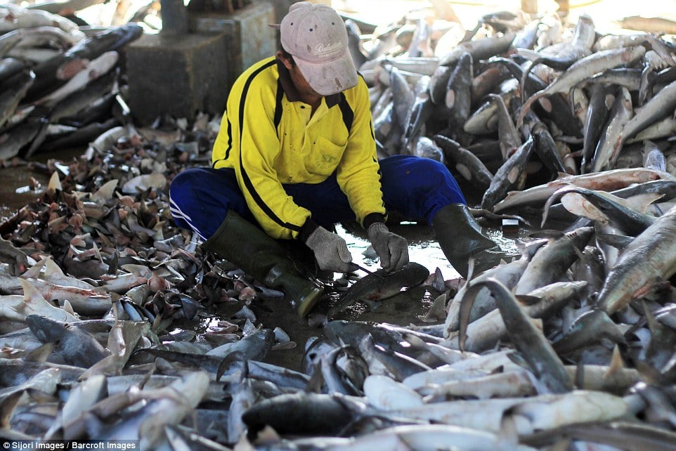 A worker sits on the floor as he cuts off the shark fins and leaves them on the floor around him