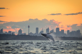 Khỏanh khắc diệu kỳ: Lần hiếm hoi cá voi lưng gù nhảy lên mặt nước lúc xế chiều ở cầu Cảng Sydney
