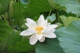 640px White lotus zizhuyuan