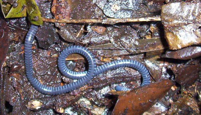 Taita African caecilian slithering