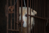 Taiwan bans eating dogs cats meat 4