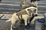 mexico earthquake hero rescue dog frida 8 59c3b36c51e93 700