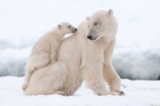 polar bear.jpg.838x0 q80