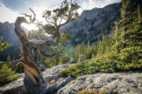 Bristlecone Pine Feature