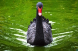 lovely black swan 1