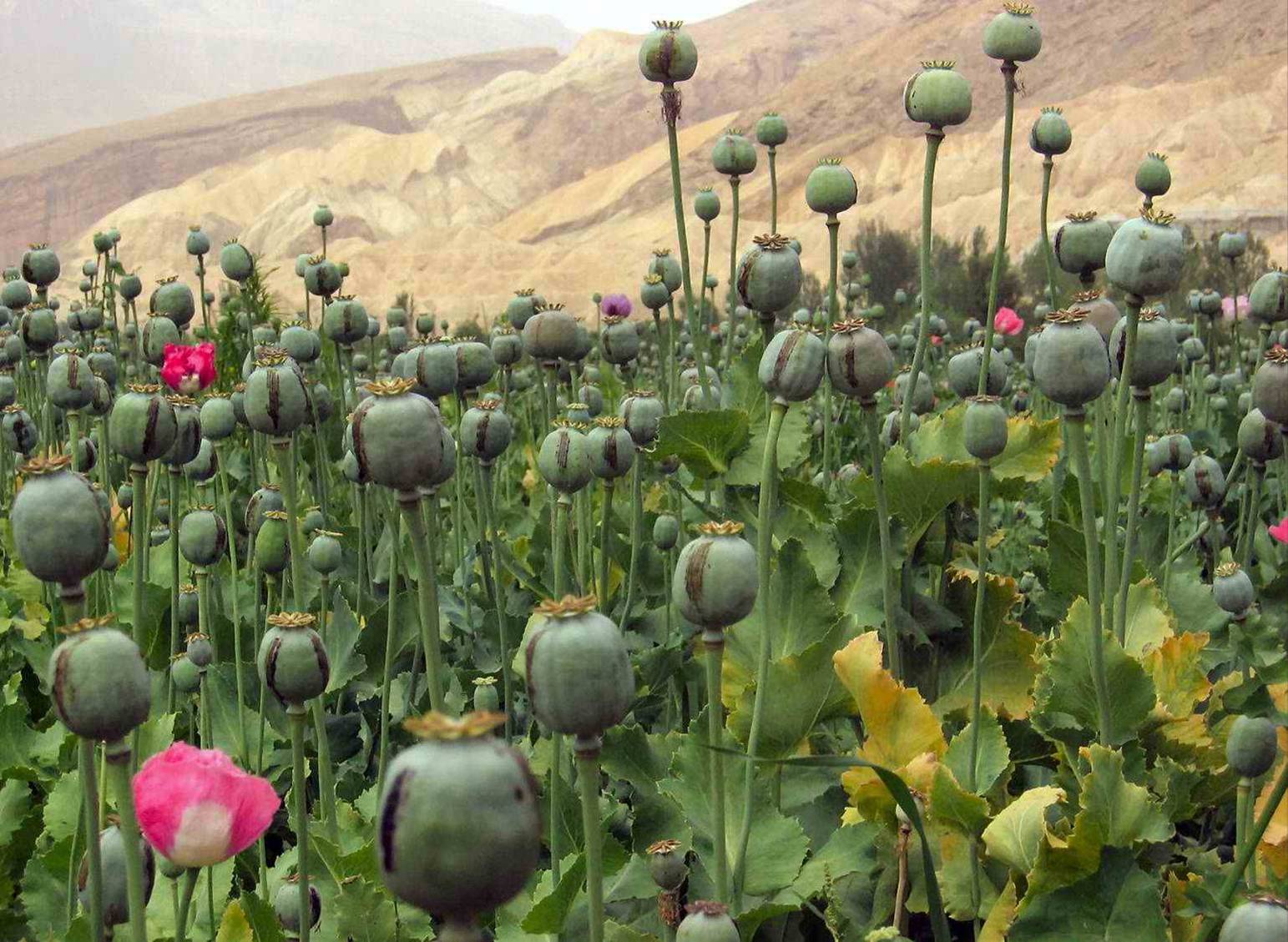 Cánh đồng thuốc phiên ở Afghanistan. (Ảnh: Wikipedia)