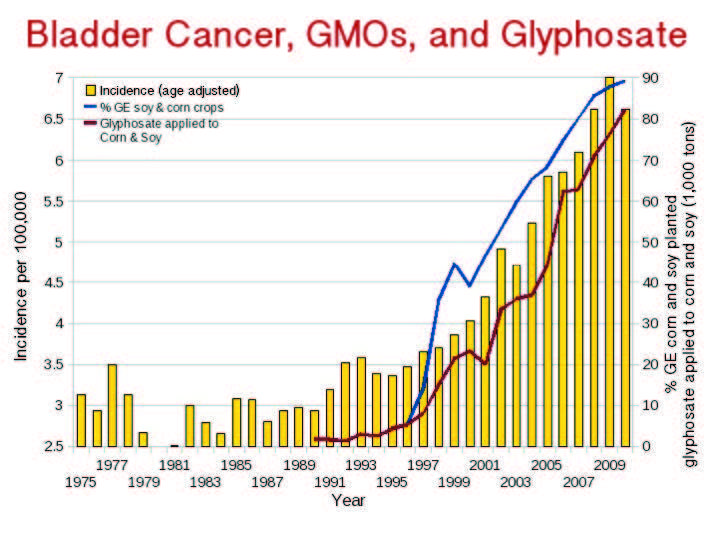Thống kê cho thấy tỉ lệ ung thư bàng quang ở Mỹ tăng rất nhanh kể từ khi GMO được đưa ra thị trường năm 1996 và glyphosate được phun tràn lan (nguồn: responsibletechnology.org)