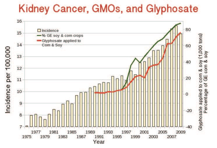 Tỉ lệ ung thư thận ở Mỹ tăng kể từ khi GMO được đưa ra thị trường năm 1996 và glyphosate được phun tràn lan (nguồn: responsibletechnology.org)