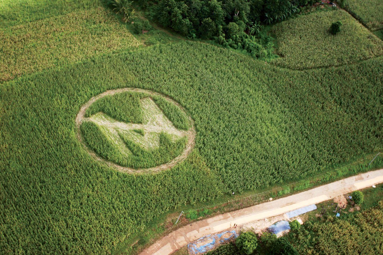 Biểu tượng tẩy chay Monsanto trên cánh đồng ở Philippines (ảnh: Greenpeace)