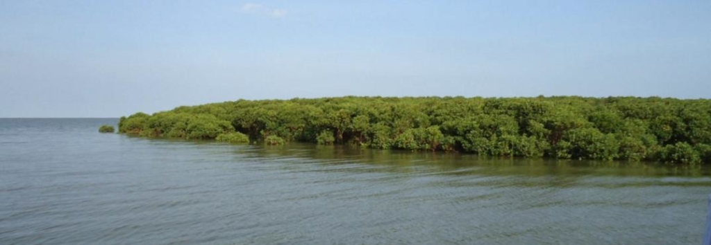 Rừng ngập mặn ven biển tại Thái Thụy - Khu dự trữ sinh quyển châu thổ sông Hồng. (Ảnh: rnmthaithuy.96.lt)