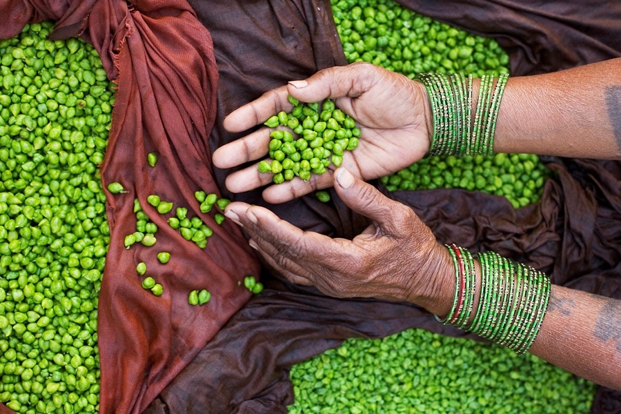 India Varanasi green peas 2714