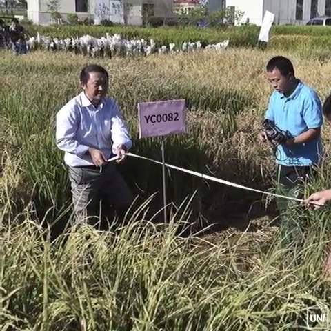 Khoa học gia Trung Quốc tạo thành công giống lúa chịu mặn, hứa hẹn giải quyết lương thực cho 200 triệu dân