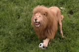 Sư tử chơi bóng
