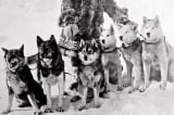 Câu chuyện có thật về 150 chú chó Husky cứu sống 10.000 người