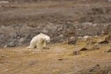 Con gấu Bắc Cực gầy đói xơ xác lục thùng rác tìm thức ăn (Video)