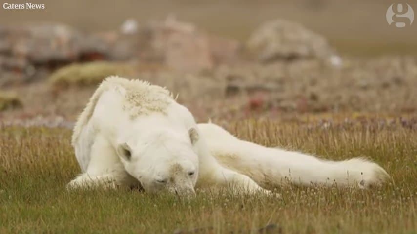 Những giờ cuối cùng của một con gấu Bắc cực sắp chết vì đói