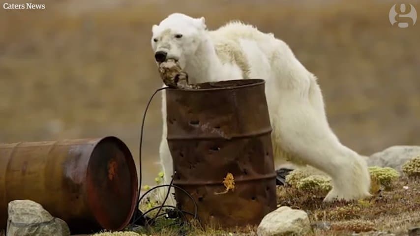 Những giờ cuối cùng của một con gấu Bắc cực sắp chết vì đói, Chú gấu Bắc Cực gầy đói xơ xác lục thùng rác tìm thức ăn (Video)