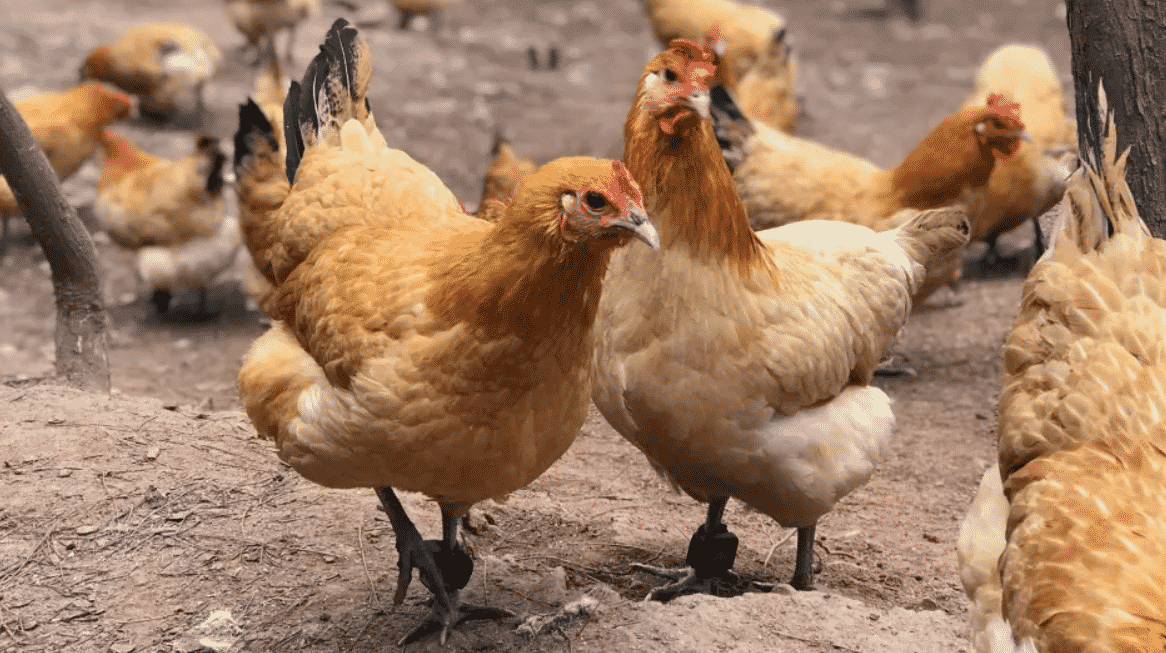 An toàn thực phẩm, nuôi gà, Trung Quốc, blockchain