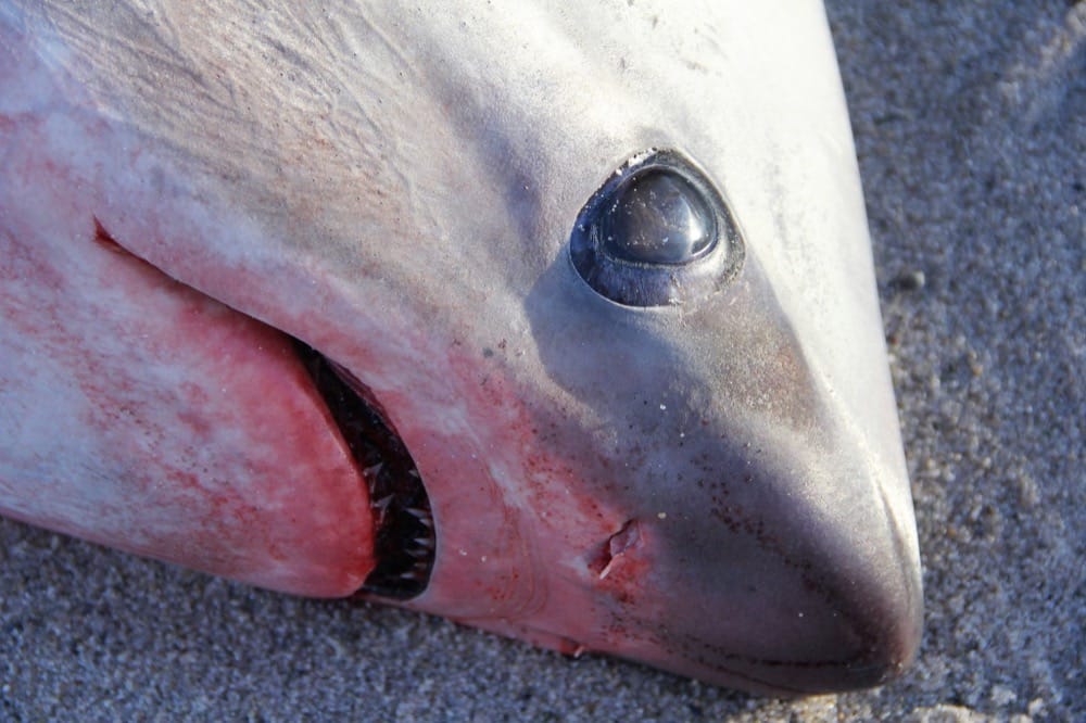 Mỹ: Trời lạnh đến mức cá mập cũng… bị sốc lạnh, chết cóng
