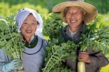 Vì sao người Nhật sống lâu hơn người Việt 10 năm?
