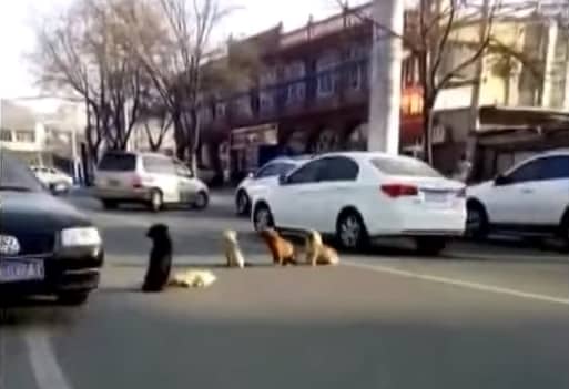 4 chú chó lang thang ngồi chắn giữa đường để bảo vệ ‘người bạn’ bị xe tông
