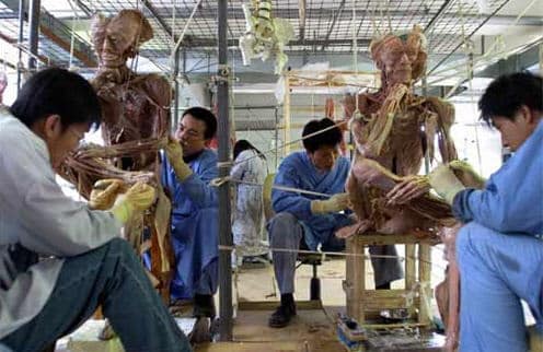 Triển lãm thân thể người nhựa hóa, triển lãm cơ thể người, triển lãm xác người