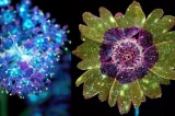 Nhiếp ảnh gia Craig Burrows ở Mỹ đã dùng kỹ thuật nhiếp ảnh đặc biệt bằng tia cực tím (UV) để chụp những đóa hoa phát ra huỳnh quang như trong thế giới mộng ảo của bộ phim điện ảnh Avatar.