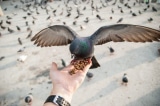 Cấm cho chim bồ câu ăn ở San , luật cấm