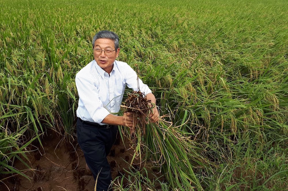 Trang trại Nhật Bản mang giống và công nghệ sang trồng lúa ở Việt Nam