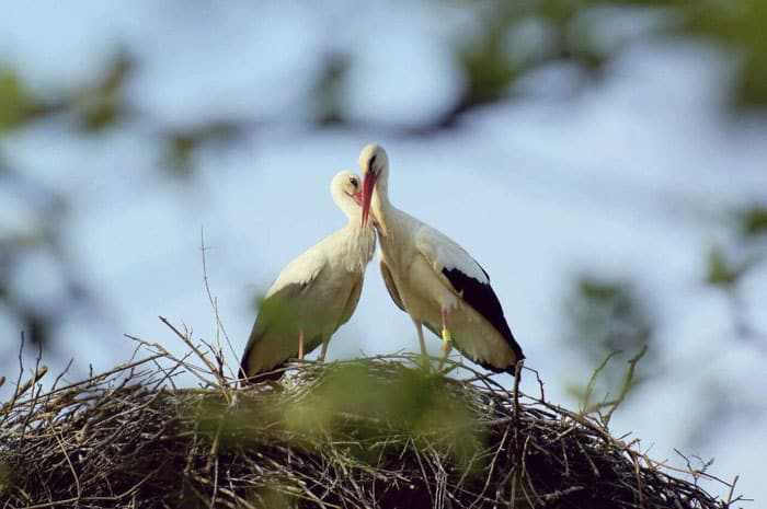 stork couple love klepetan malena croatia