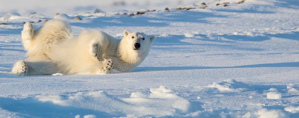 visitsvalbard polar bear