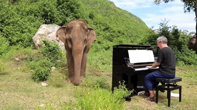 Cảm động nghệ sĩ piano chơi nhạc cổ điển để xin lỗi những chú voi mù