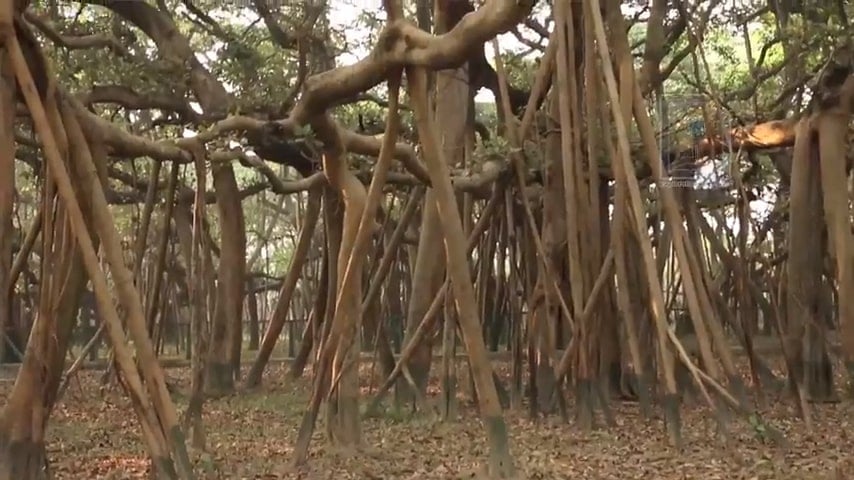 Cây Gừa rộng nhất thế giới, trông giống như một khu rừng