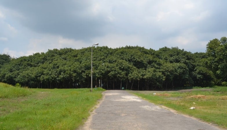 Cây Gừa rộng nhất thế giới, trông giống như một khu rừng