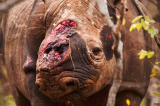 Bức ảnh con tê giác với vết thương lở loét trên đầu gây xúc động