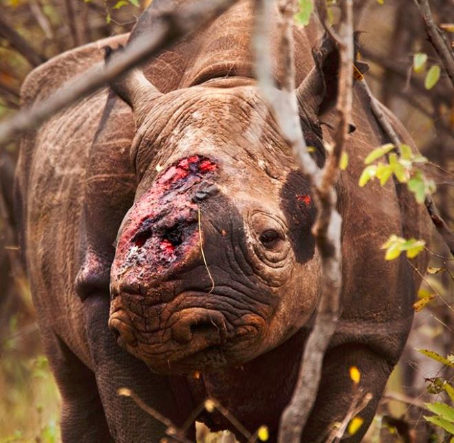 Bức ảnh con tê giác với vết thương lở loét trên đầu gây xúc động