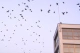 Quạ đen đang "xâm chiếm" thành phố Matsuyama ở Nhật