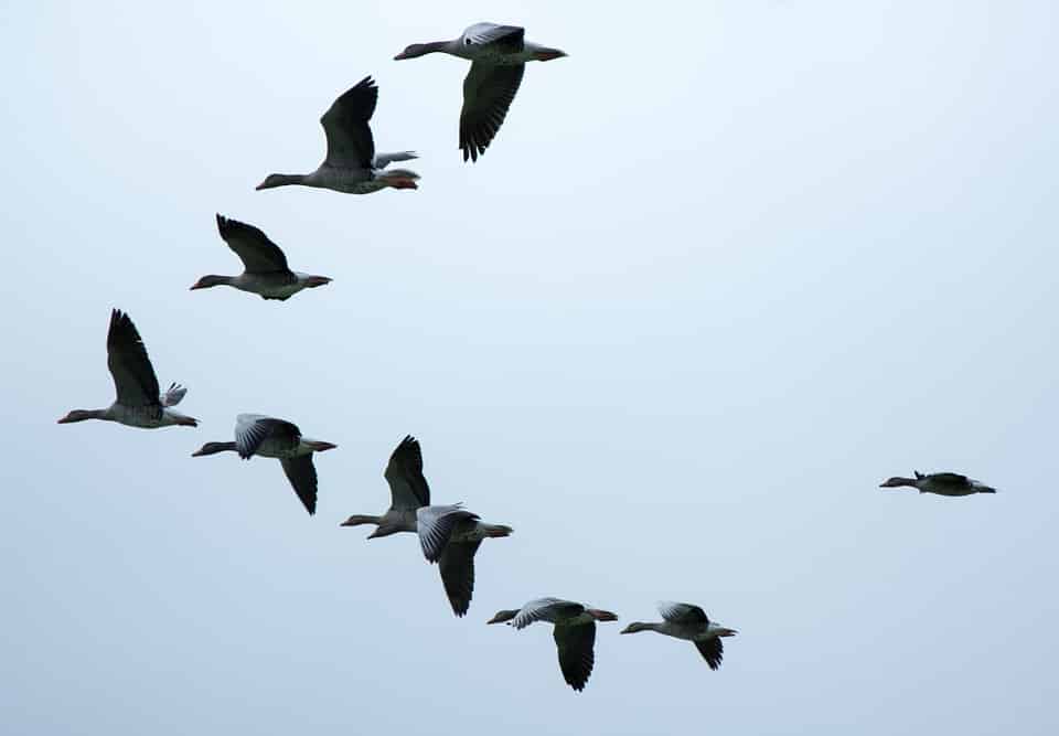 Bài học từ cách đàn ngỗng bay cùng nhau