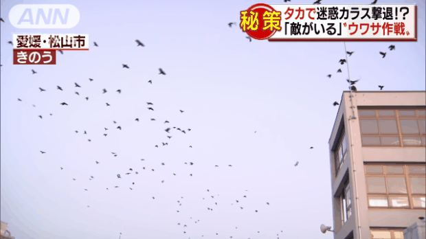 Quạ đen đang "xâm chiếm" thành phố Matsuyama ở Nhật