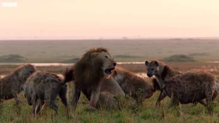 20 con linh cẩu bao vây một 1 sư tử, kết cuộc sẽ ra sao?