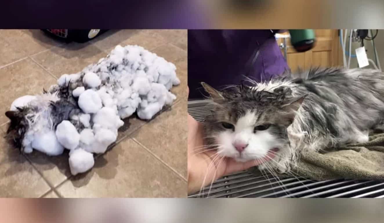 Chú mèo được cứu sống từ trạng thái bị đóng băng