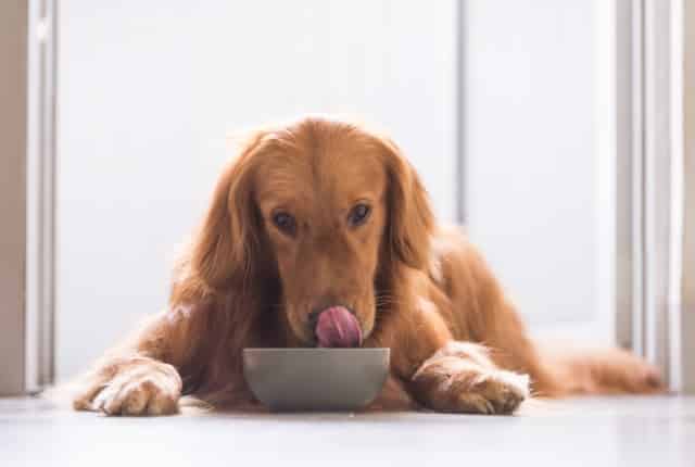 Bất ngờ với những món ăn của người mà cún cưng cũng có thể ăn được