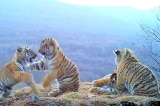 Quay được hình ảnh hiếm gặp của gia đình hổ Siberia ở Nga (Video)