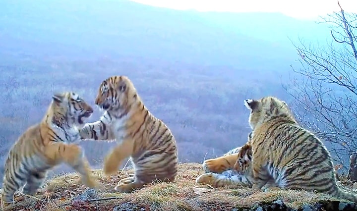 Quay được hình ảnh hiếm gặp của gia đình hổ Siberia ở Nga (Video)