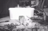 Chú chuột tốt bụng bí mật "dọn đồ" cho chủ nhà mỗi đêm