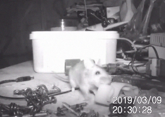 Chú chuột tốt bụng bí mật "dọn đồ" cho chủ nhà mỗi đêm