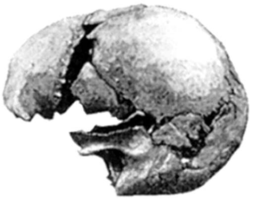 Modern human skull Castenedolo