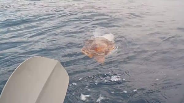 Hai người đàn ông tốt bụng giải cứu rùa biển mắc kẹt trong tấm lưới