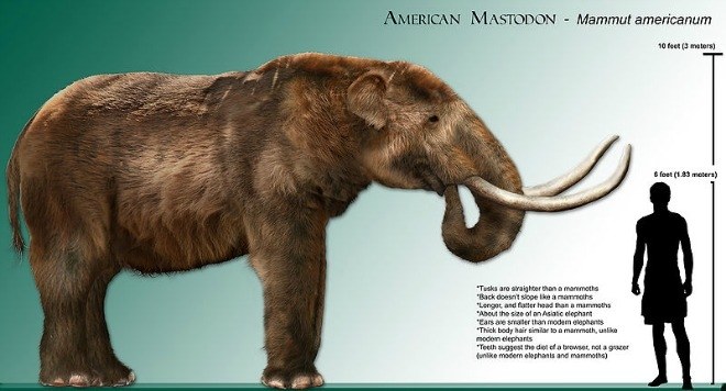 american mastodon